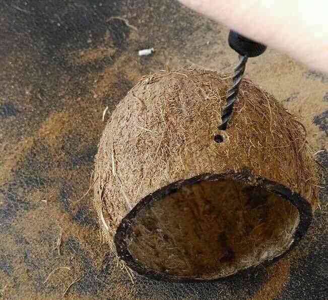 caqueira de quenga de coco
